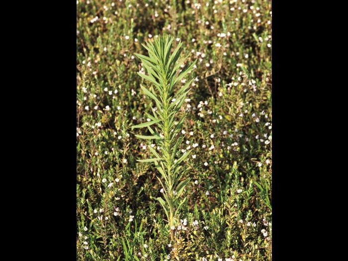 Vergerette du Canada(Erigeron canadensis)_10