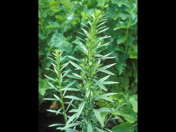 Vergerette du Canada(Erigeron canadensis)_18