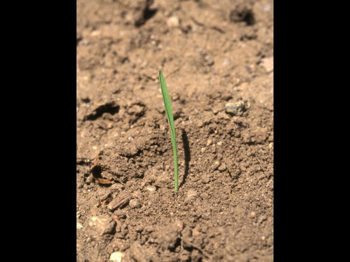 Folle avoine (Avena fatua)_11