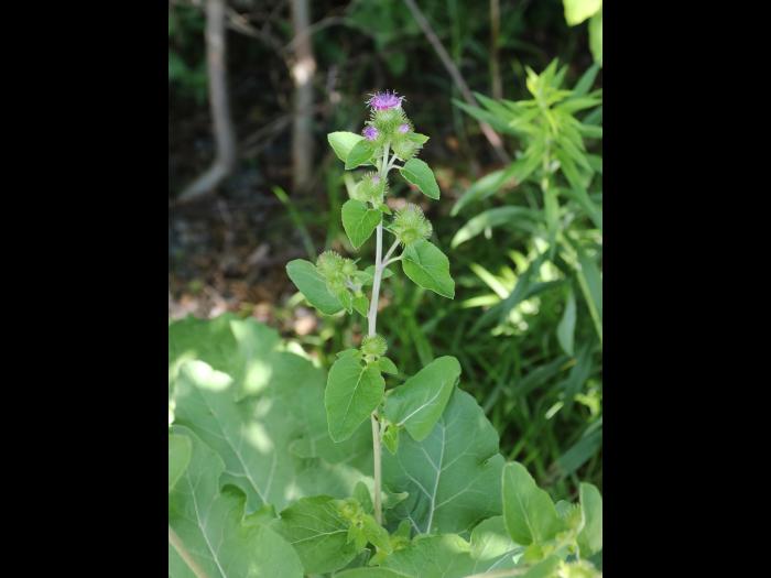 Petite bardane (Arctium minus)_18