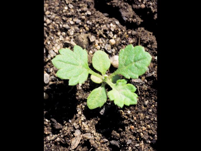 Armoise vulgaire(Artemisia vulgaris)_1