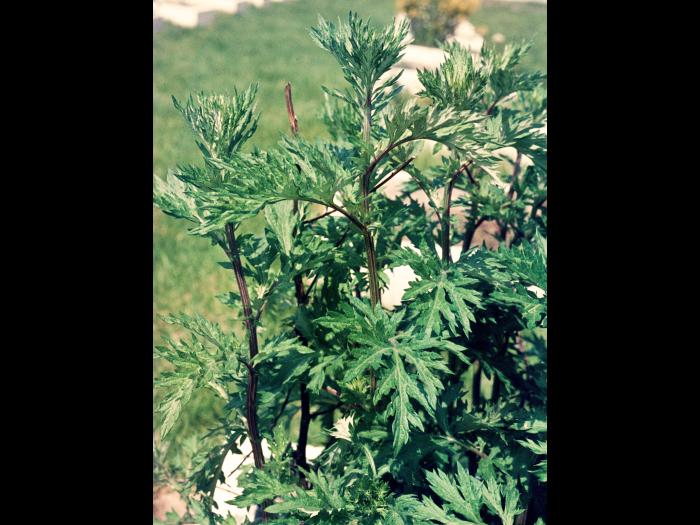 Armoise vulgaire(Artemisia vulgaris)_5