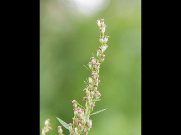 Armoise vulgaire(Artemisia vulgaris)_7