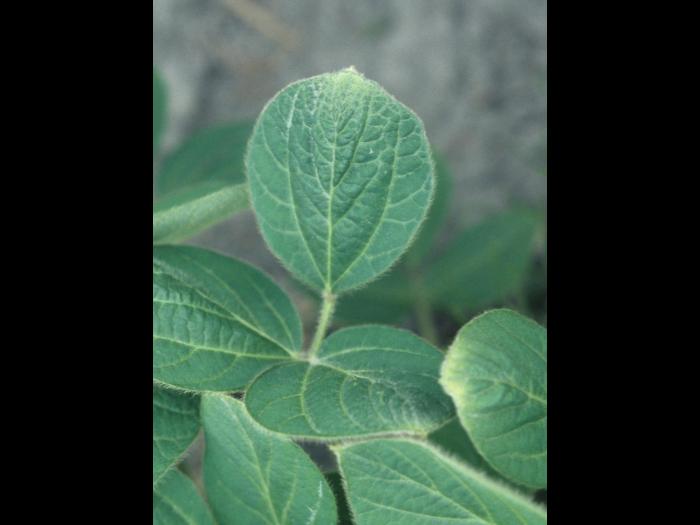 Soya - dicamba (4)_1