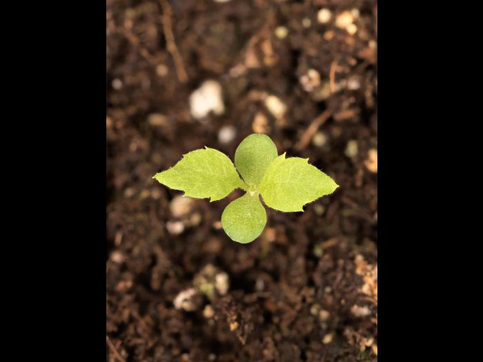 Armoise vulgaire(Artemisia vulgaris)_14