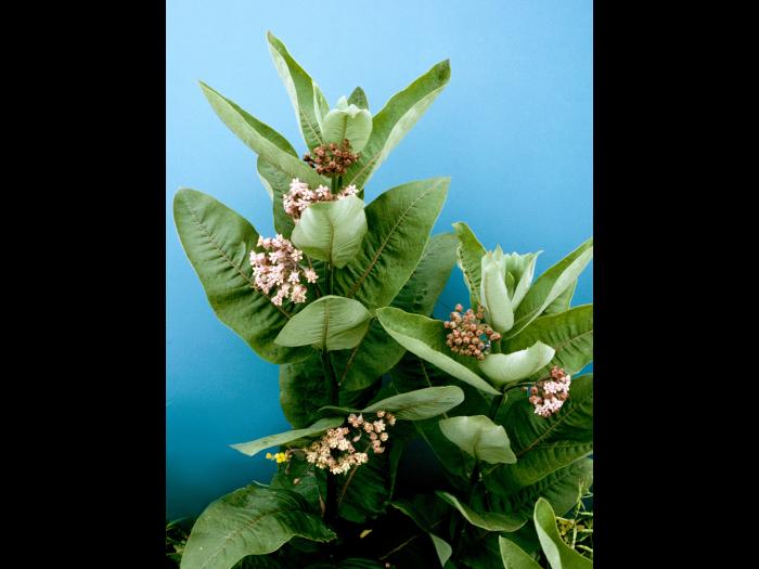 Asclépiade commune (Asclepias syriaca)_4