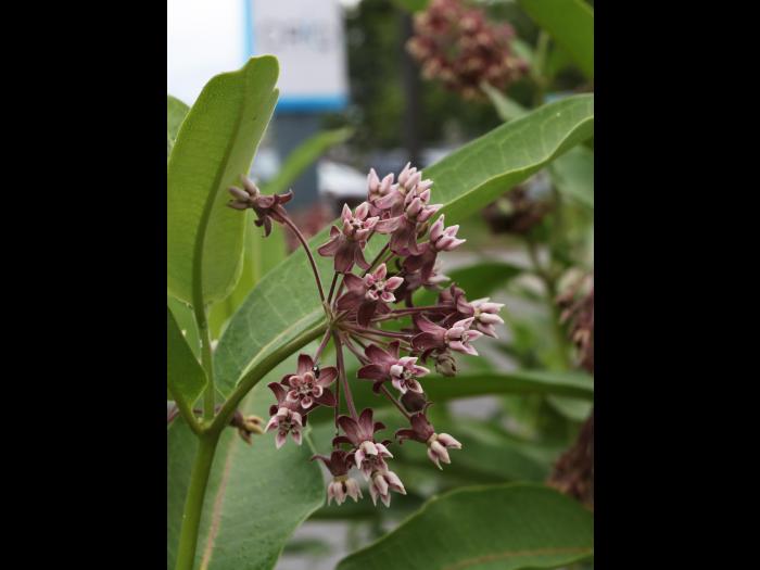 Asclépiade commune (Asclepias syriaca)_23