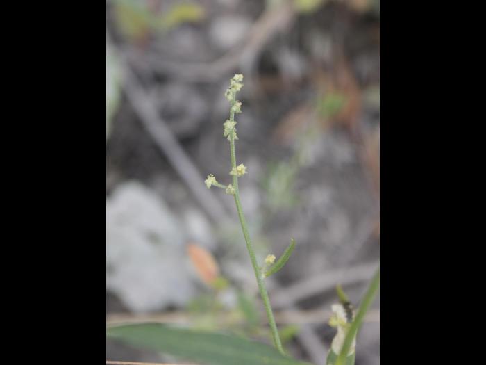Arroche étalée(Atriplex patula)_14
