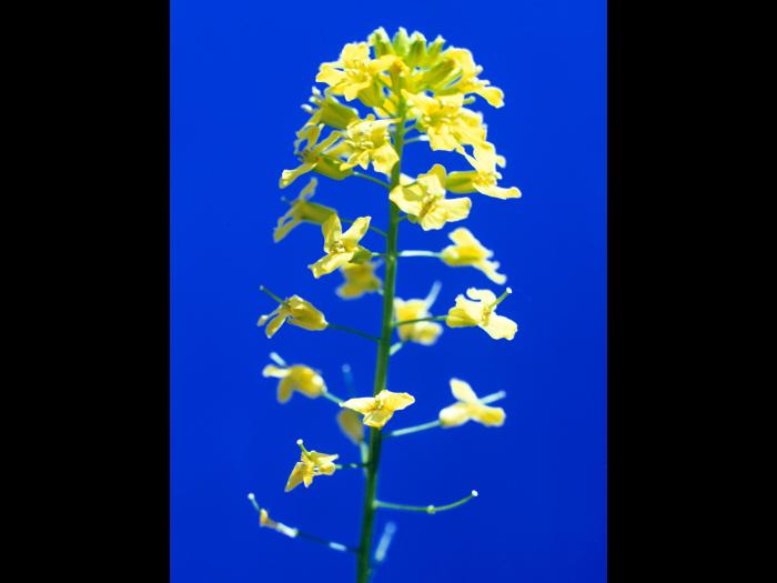 Barbarée vulgaire(Barbarea vulgaris)_4