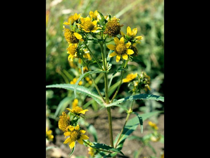 Bident penché(Bidens cernua)_3