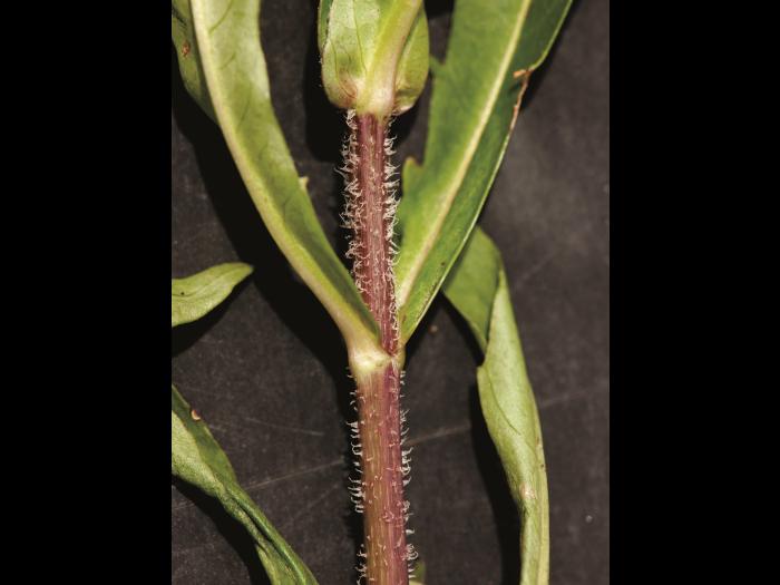 Bident penché(Bidens cernua)_8