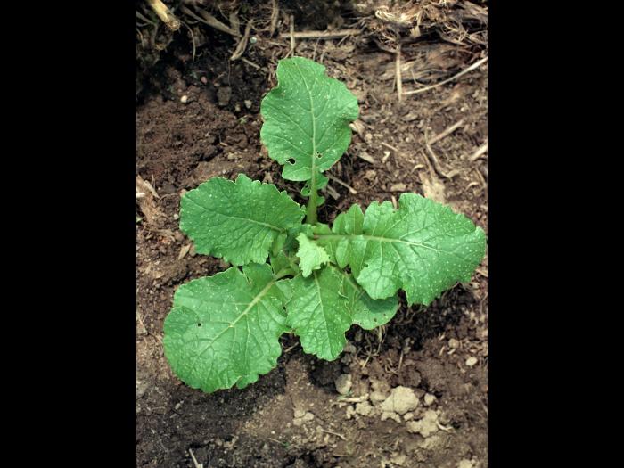 Moutarde oiseaux (Brassica rapa)_3