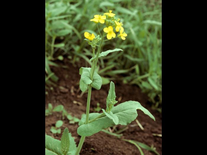 Moutarde oiseaux (Brassica rapa)_6