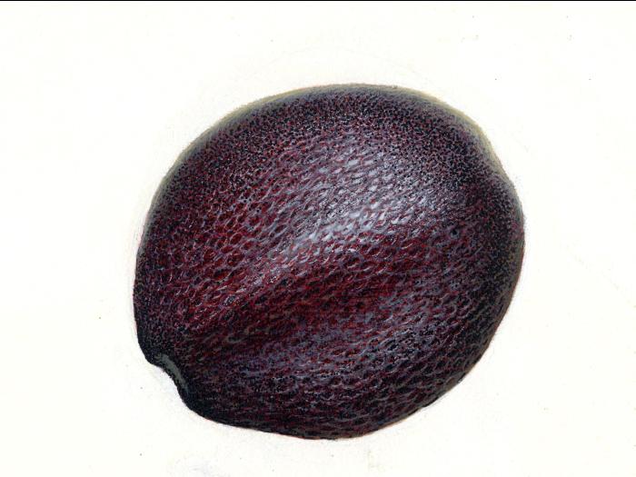 Moutarde oiseaux (Brassica rapa)_7