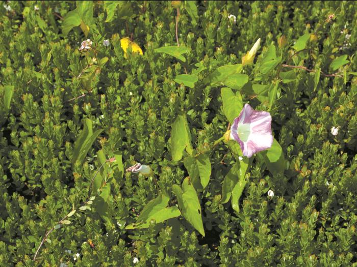 Liseron haies (Calystegia sepium)_8