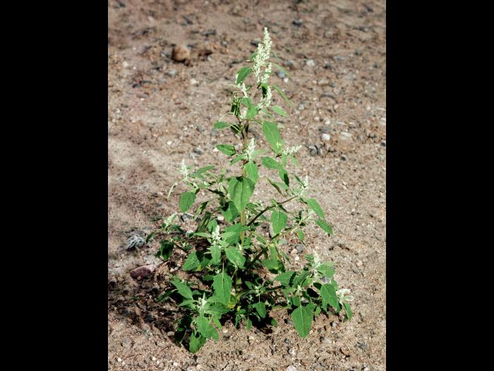 Chénopode blanc(Chenopodium album)_3