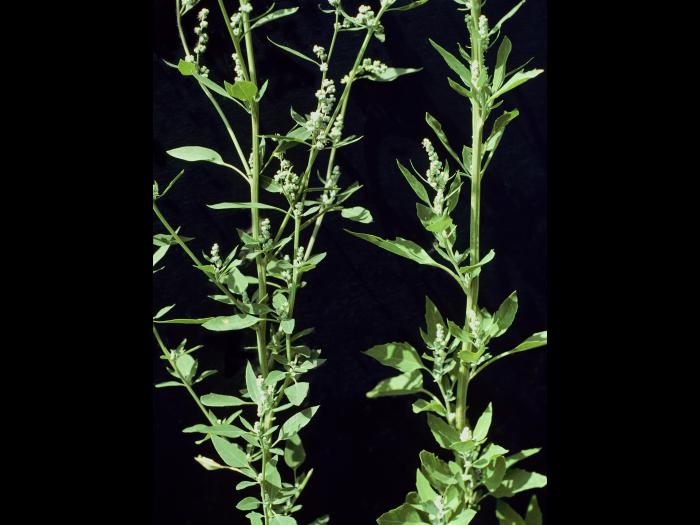 Chénopode blanc(Chenopodium album)_4