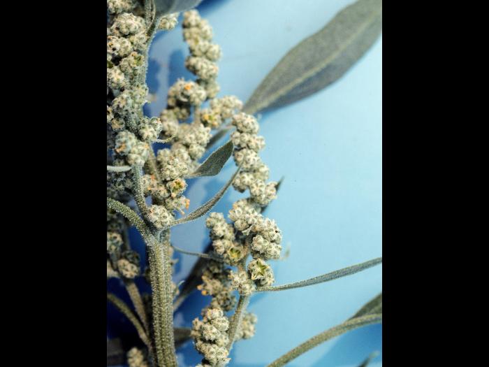 Chénopode blanc(Chenopodium album)_5