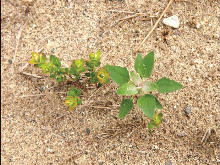 Chénopode blanc(Chenopodium album)_8