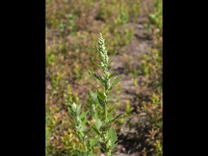 Chénopode blanc(Chenopodium album)_15