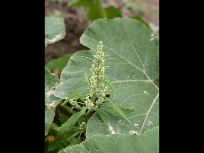 Chénopode blanc(Chenopodium album)_25