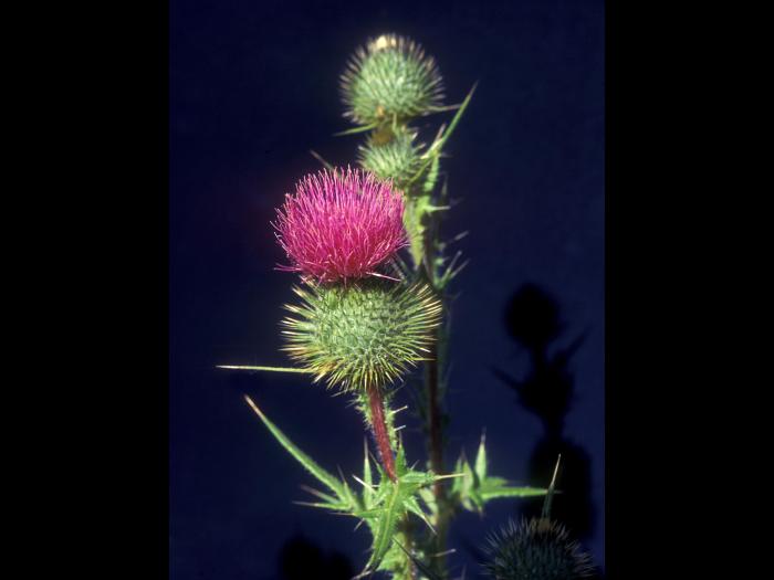 Chardon vulgaire(Cirsium vulgare)_8