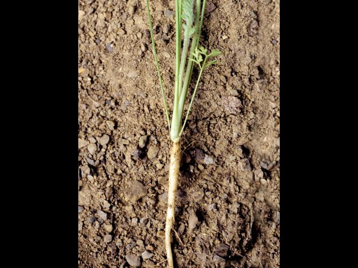 Carotte sauvage(Daucus carota)_7