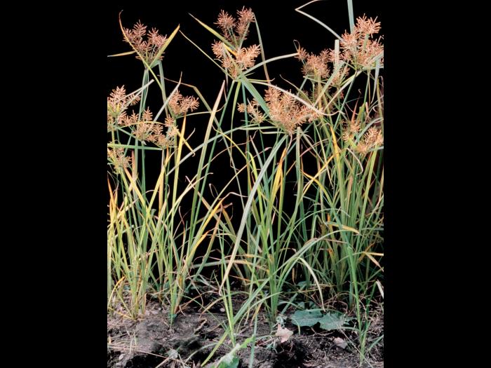 Souchet comestible(Cyperus esculentus)_18