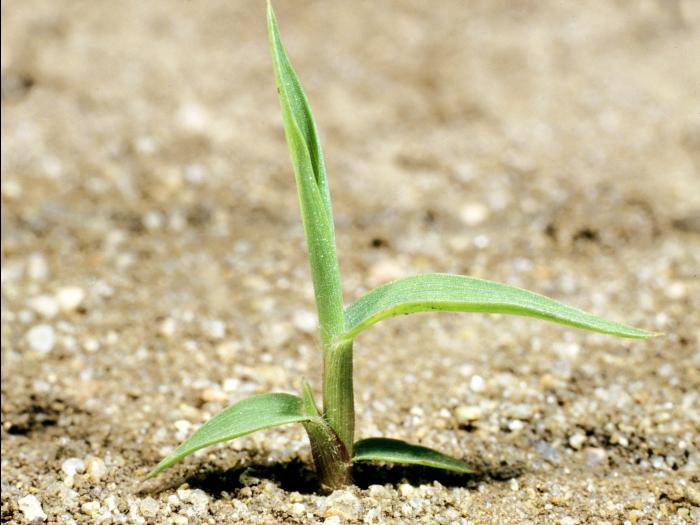 Digitaire astringente(Digitaria ischaemum)_1