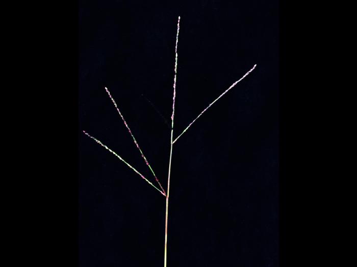 Digitaire astringente(Digitaria ischaemum)_5
