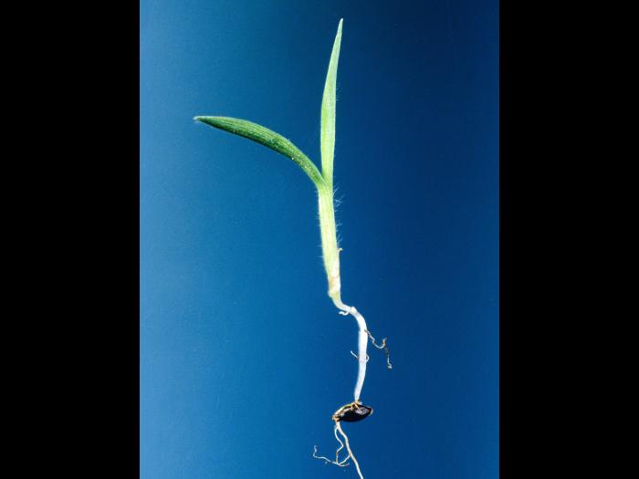 Digitaire astringente(Digitaria ischaemum)_10