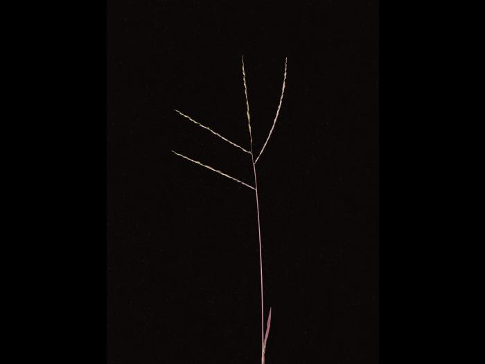 Digitaire astringente(Digitaria ischaemum)_17