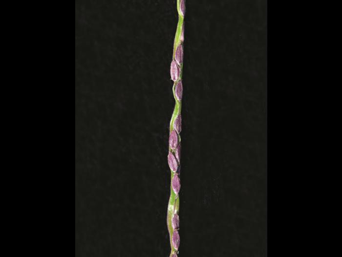 Digitaire astringente(Digitaria ischaemum)_18