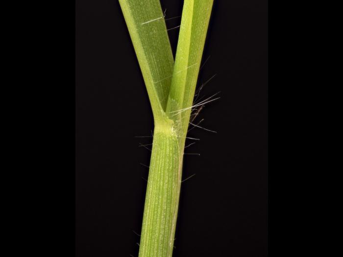 Digitaire astringente(Digitaria ischaemum)_25