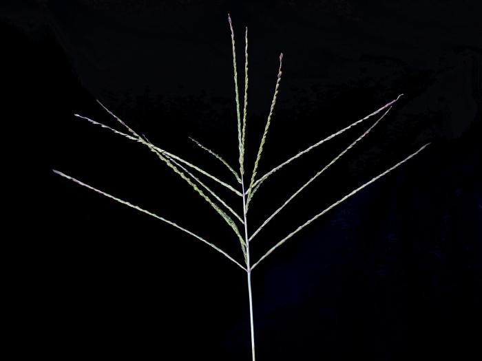 Digitaire sanguine(Digitaria sanguinalis)_6