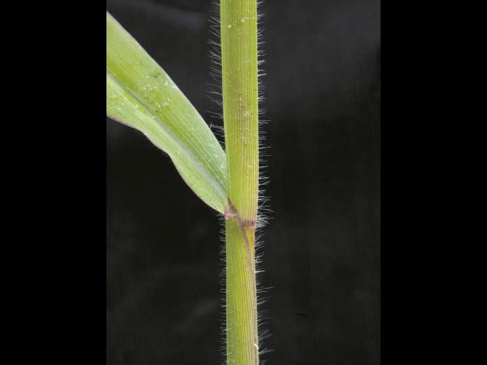 Digitaire sanguine(Digitaria sanguinalis)_13