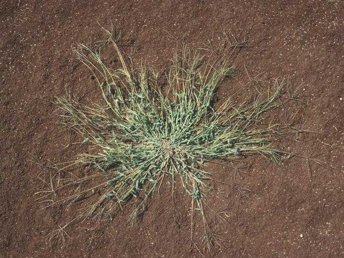 Digitaire sanguine(Digitaria sanguinalis)_21