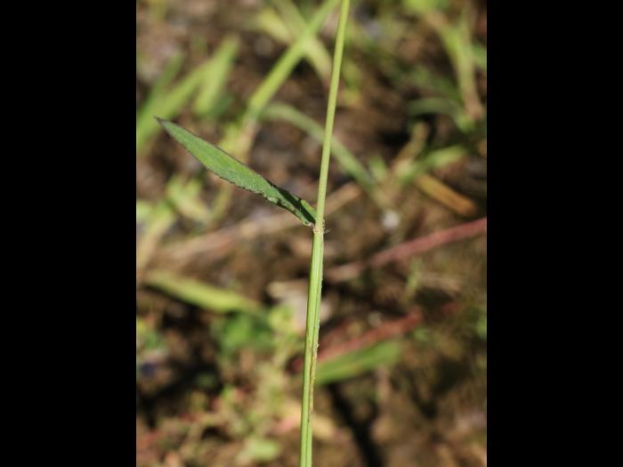 Digitaire sanguine(Digitaria sanguinalis)_23