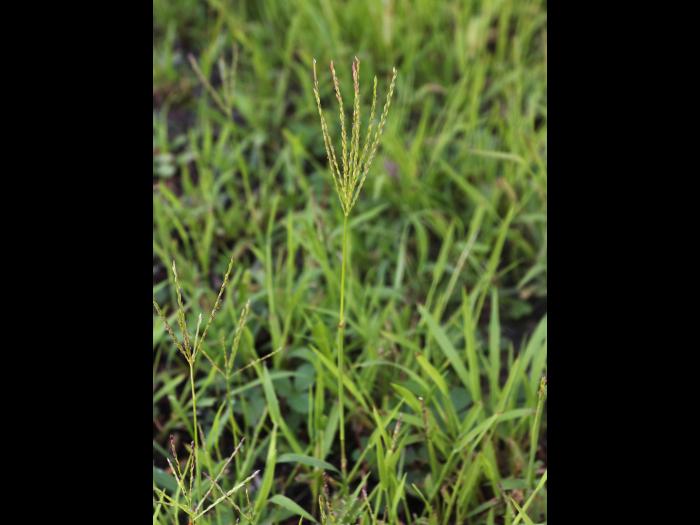 Digitaire sanguine(Digitaria sanguinalis)_25