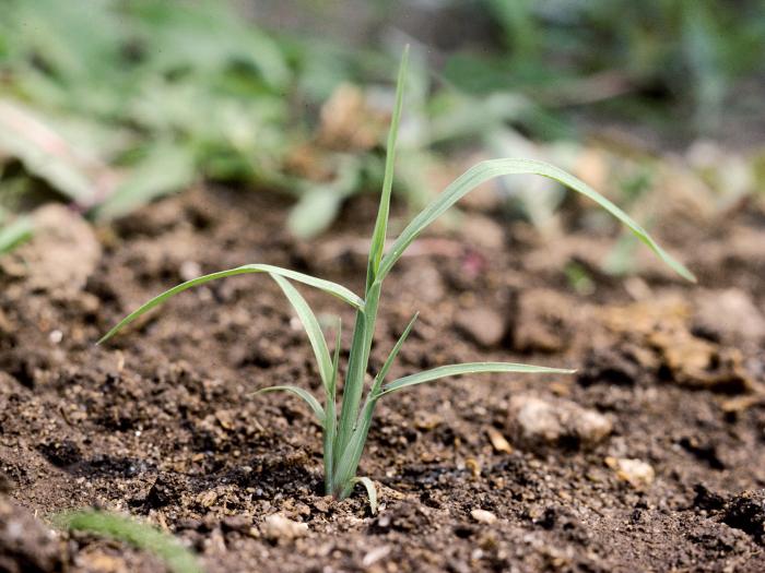 Pied-de-coq(Echinochloa crus-galli)_3