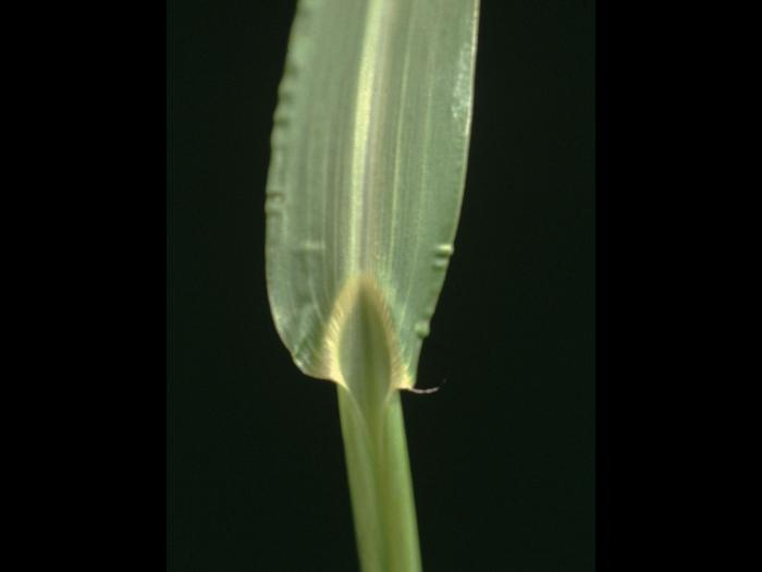 Pied-de-coq(Echinochloa crus-galli)_6