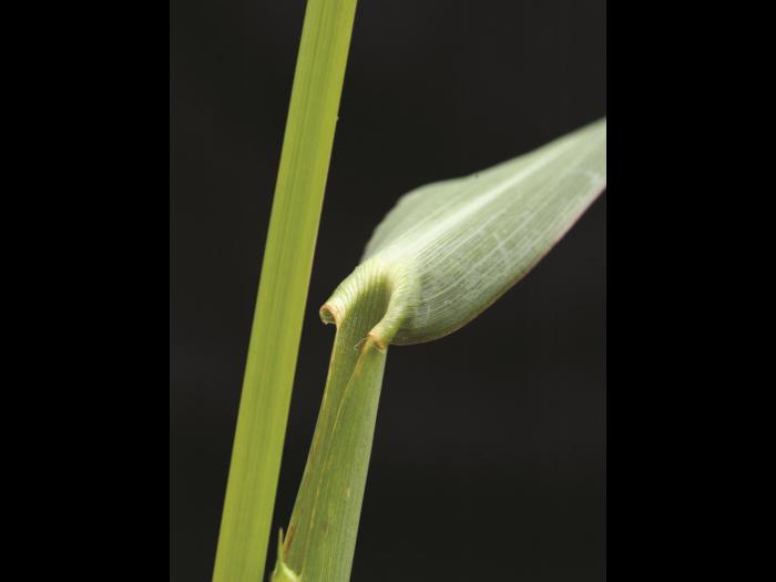 Pied-de-coq(Echinochloa crus-galli)_13