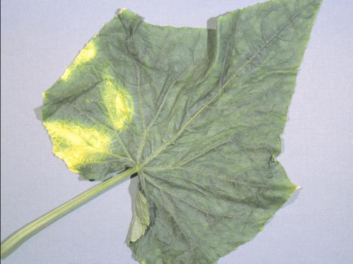 Concombre - paraquat (22)_1