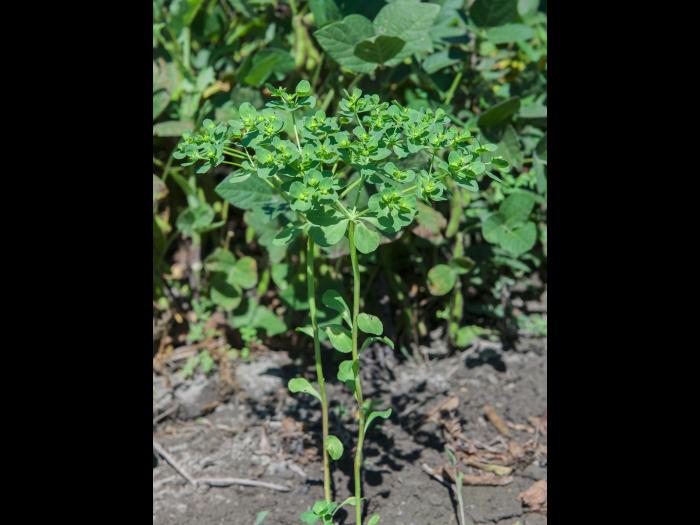 Euphorbe réveille-matin (Euphorbia helioscopia)_7