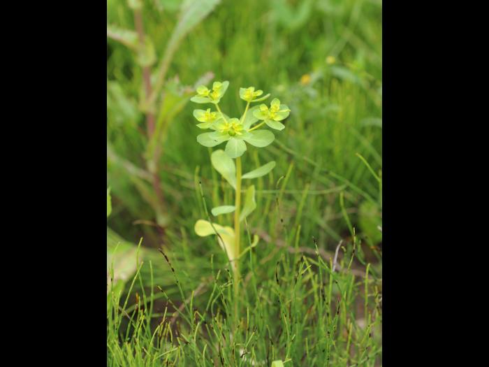 Euphorbe réveille-matin (Euphorbia helioscopia)_20