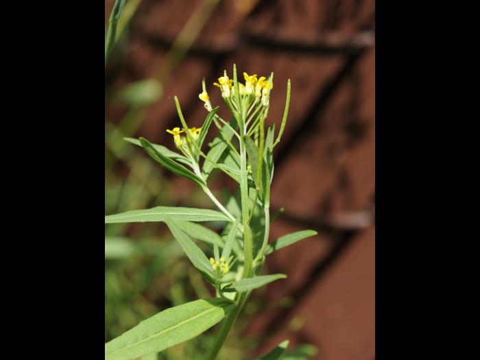 Vélar fausse-giroflée(Erysimum cheiranthoides)_19