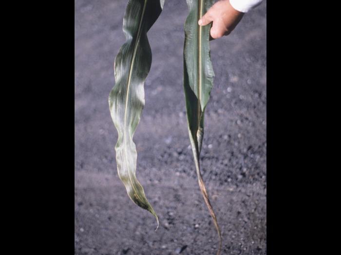 Maïs grain et fourrager - 2,4-D (4)_1