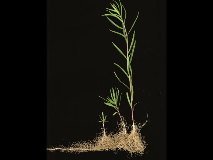 Verge d'or à feuilles de graminée(Euthamia graminifolia)_12