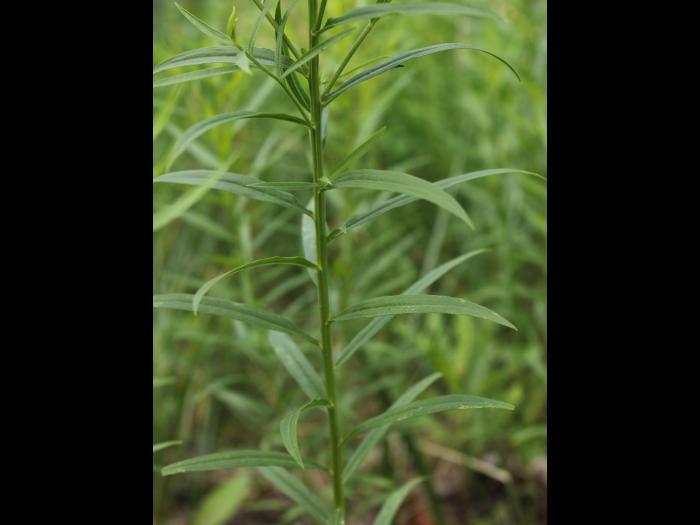 Verge d'or à feuilles de graminée(Euthamia graminifolia)_22