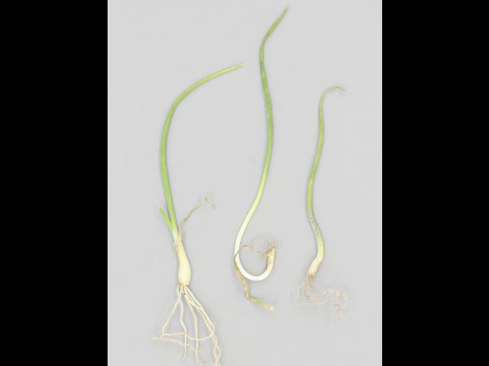 Oignon sec - diméthénamide-P (15)_4